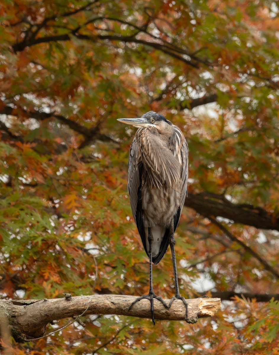 Чапля північна - ML644335841