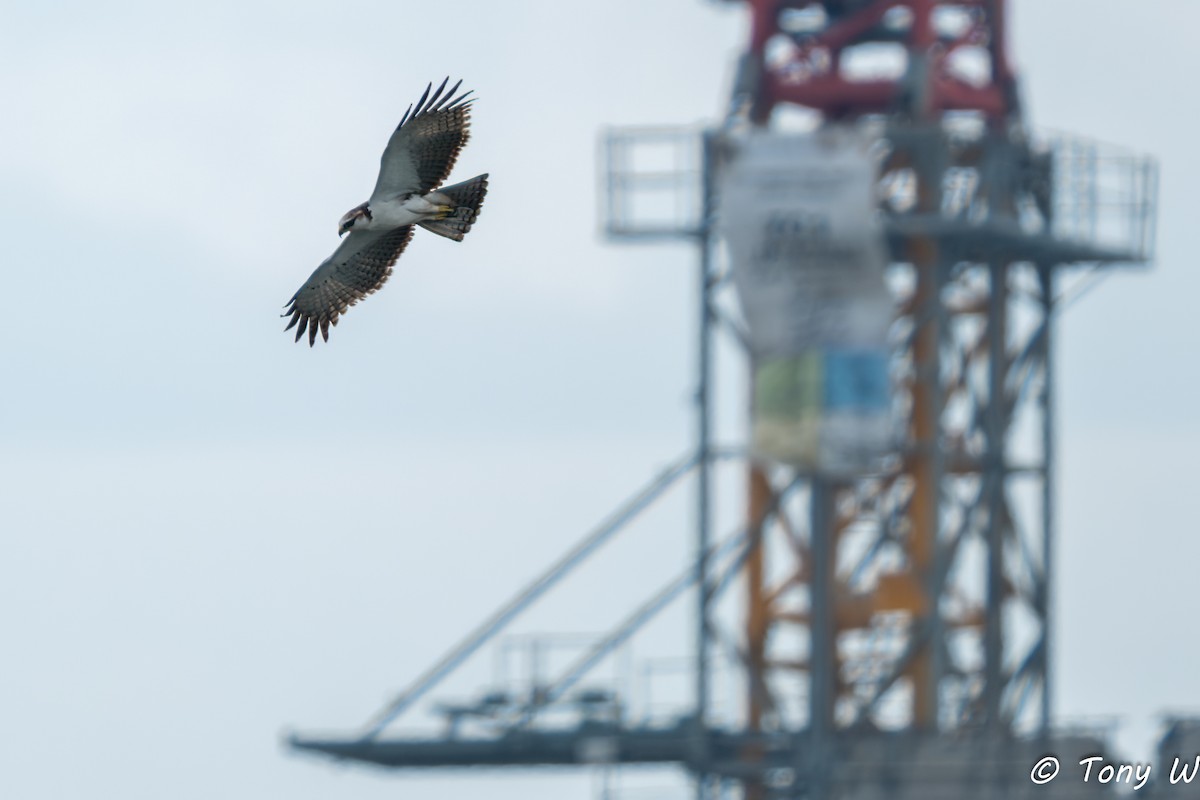 Rufous-bellied Eagle - ML644335846