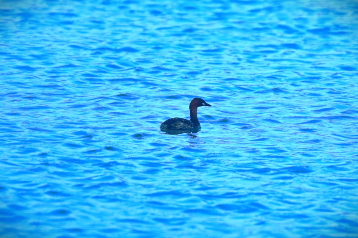 Little Grebe - ML644335847