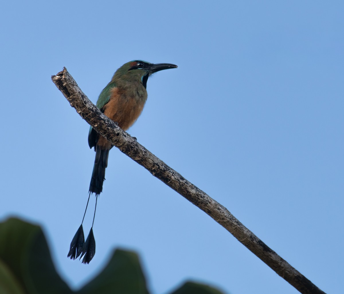 Момот рудочеревий - ML644335850