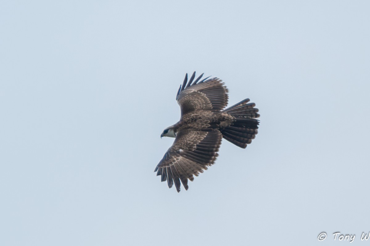 Rufous-bellied Eagle - ML644335853