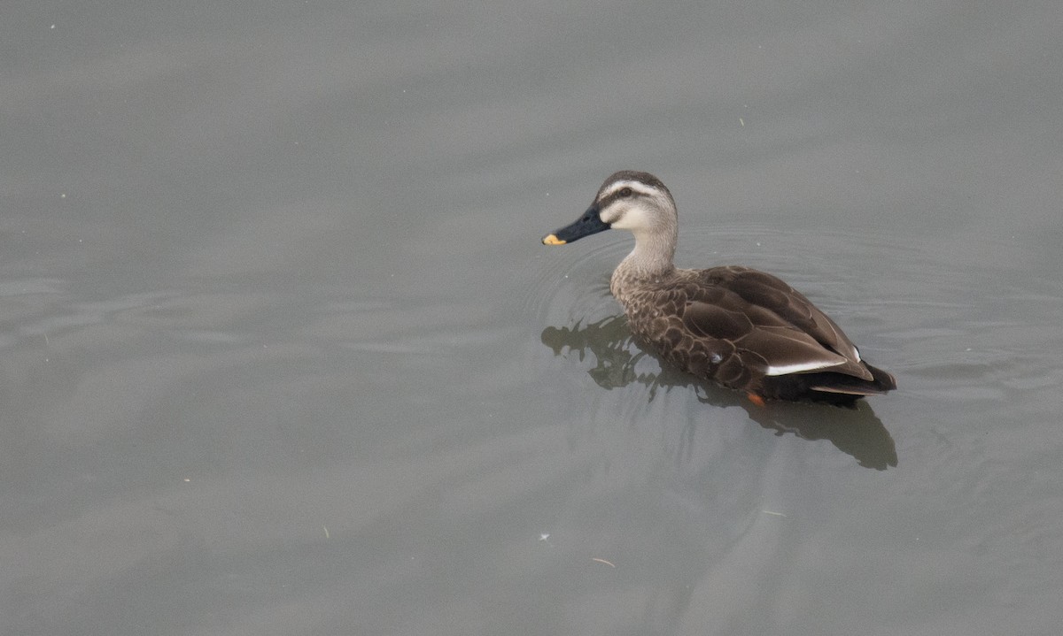 kinaand - ML644335854