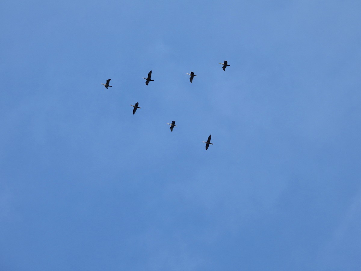 Баклан вухатий - ML644335855