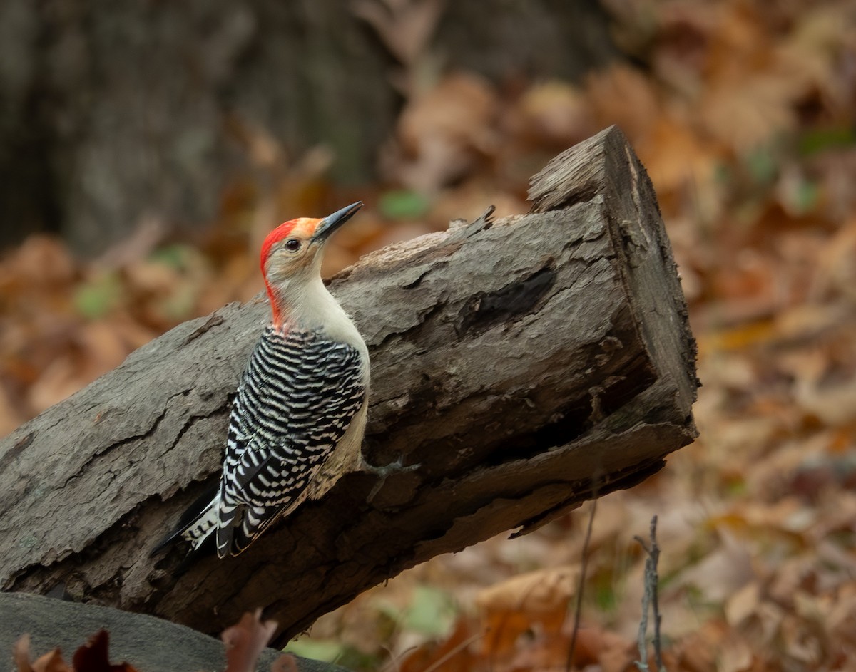 Гіла каролінська - ML644335856