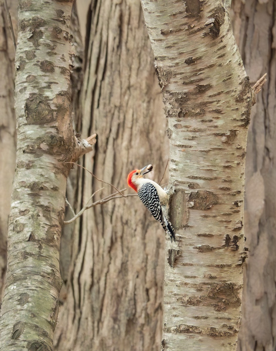 Гіла каролінська - ML644335857