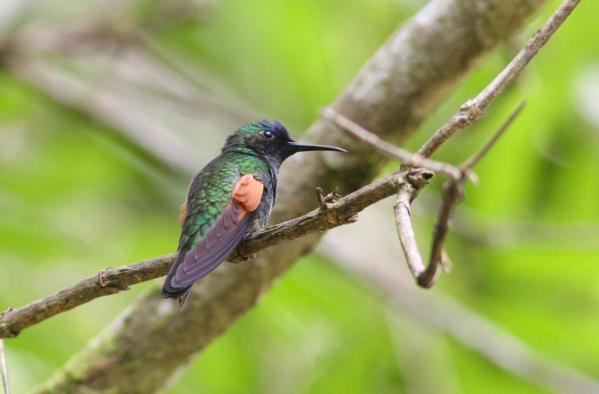 Blue-capped Hummingbird - ML644335859