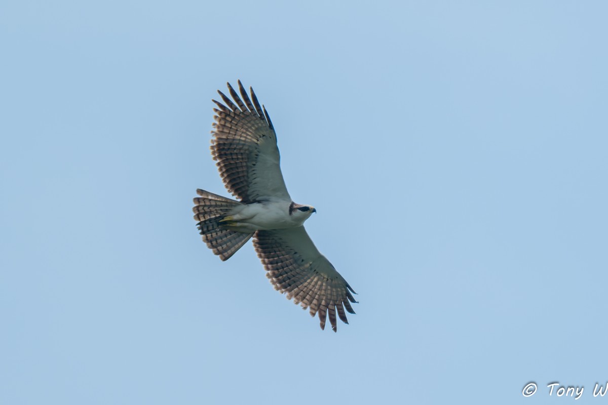 Rufous-bellied Eagle - ML644335860