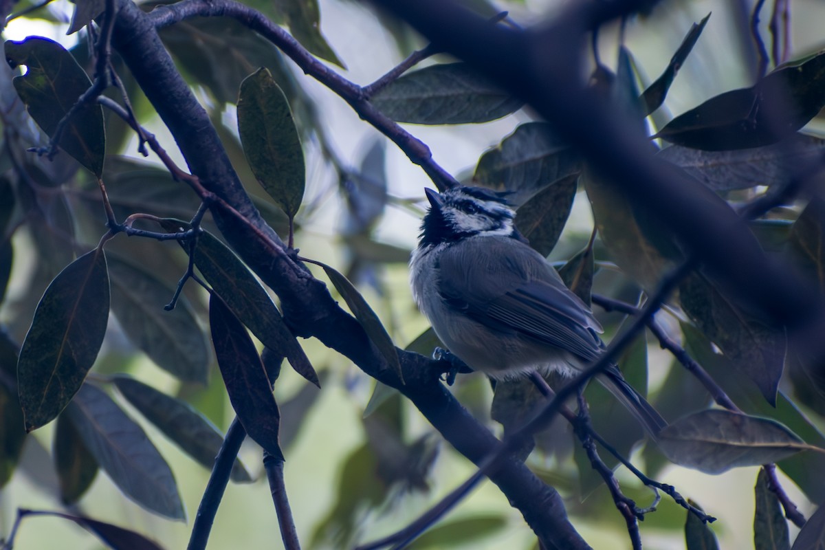 Mésange arlequin - ML644335865