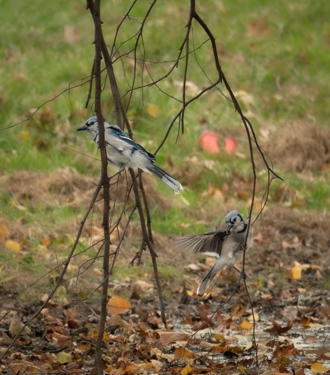 Сизойка блакитна - ML644335866