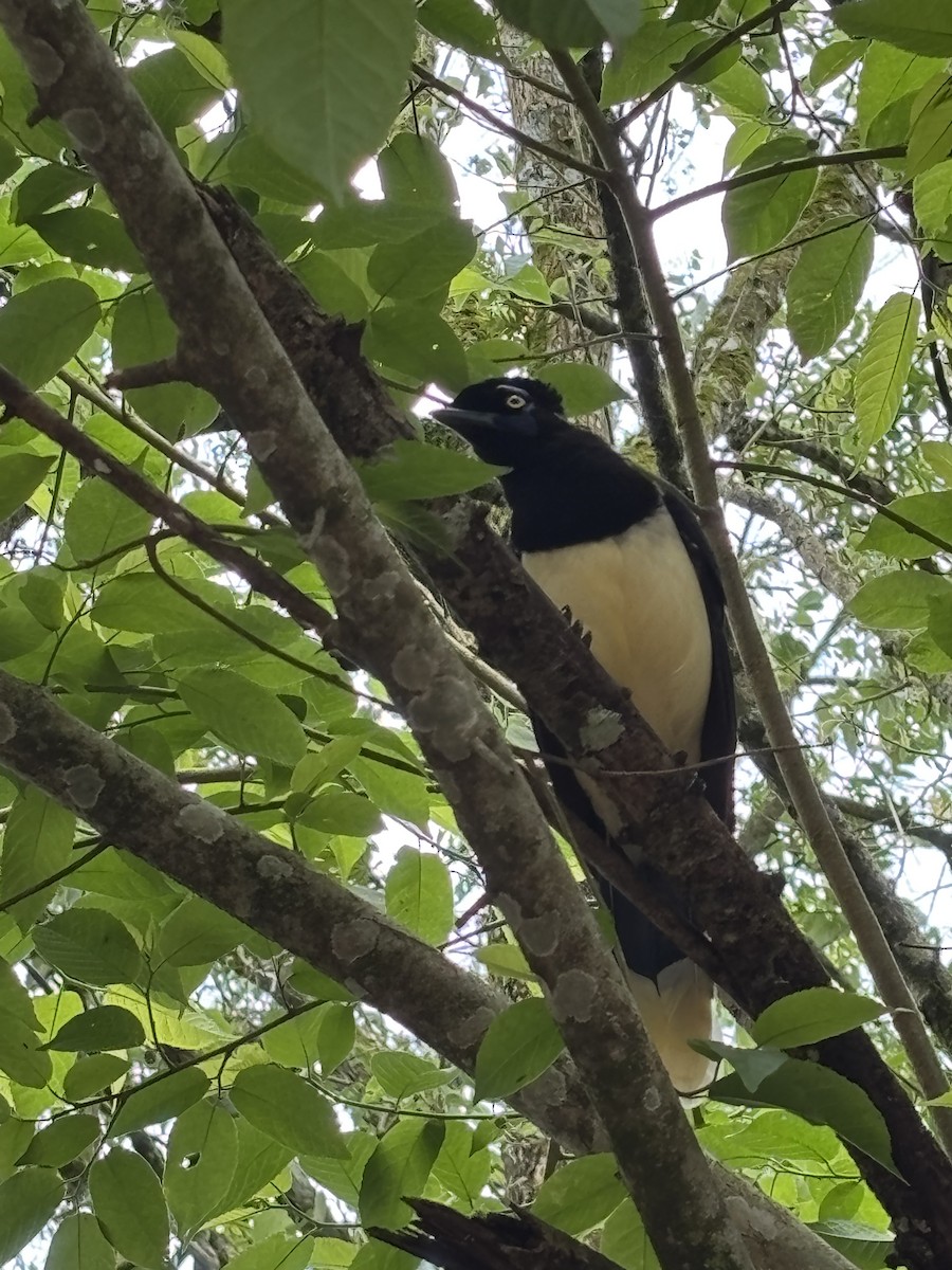 Geai acahé - ML644335871