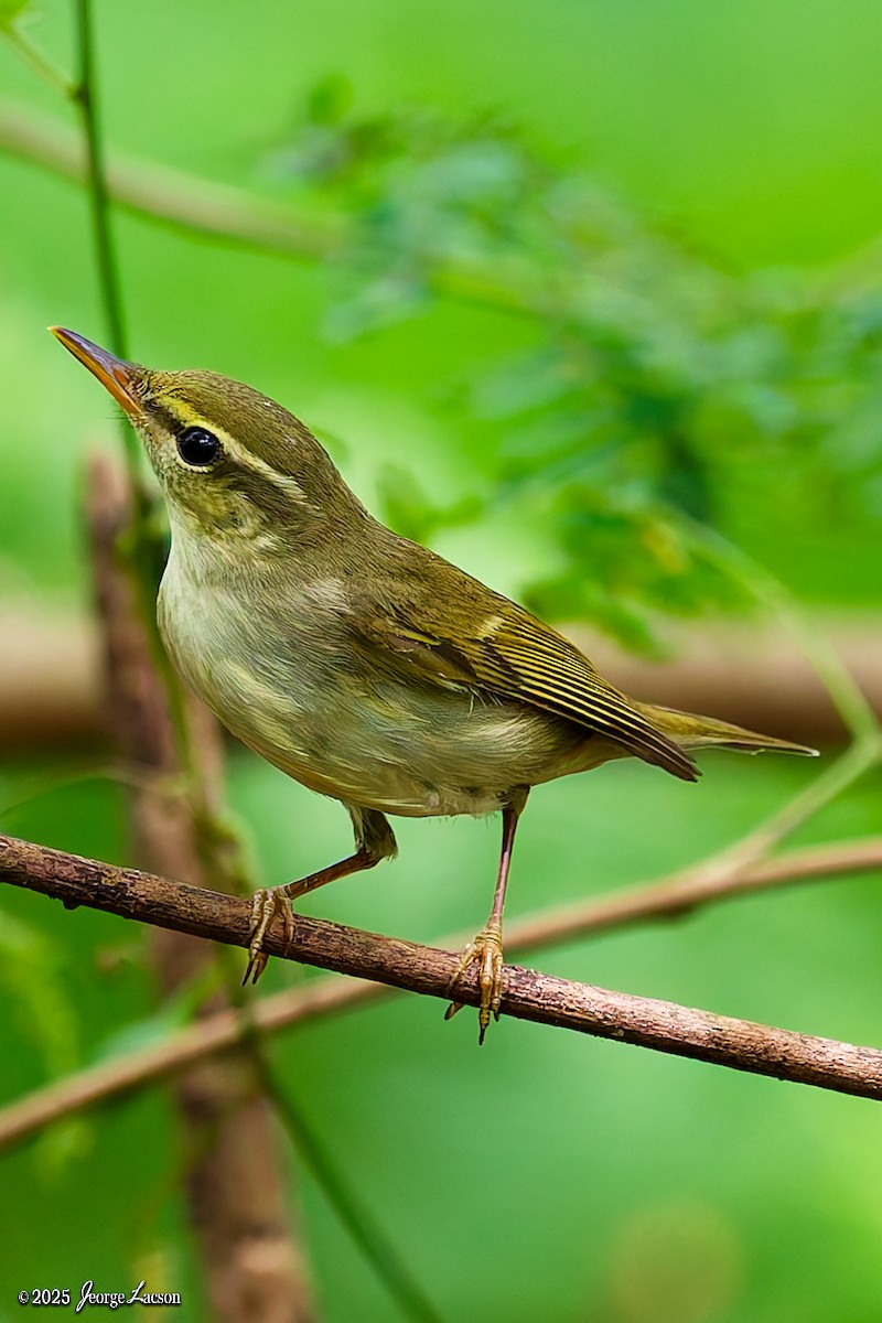 Arctic Warbler - ML644335872
