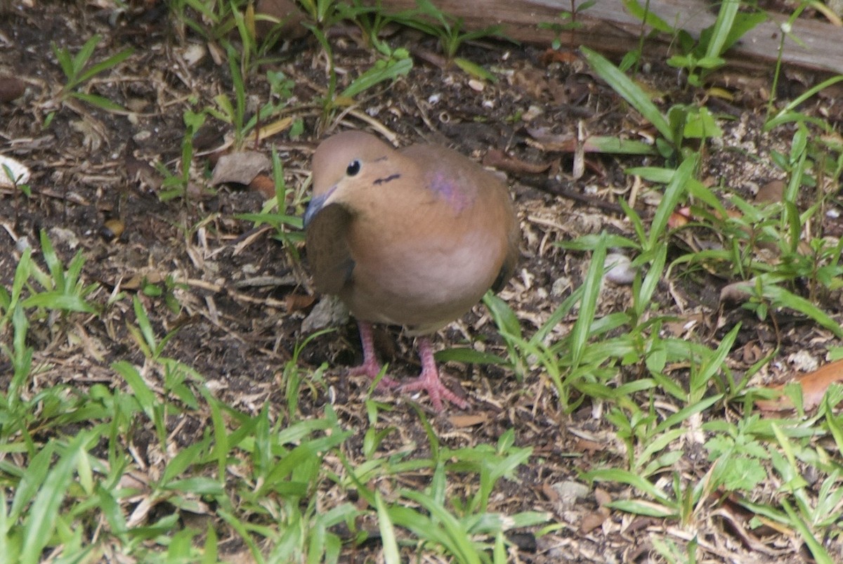 Zenaida Dove - ML644335873