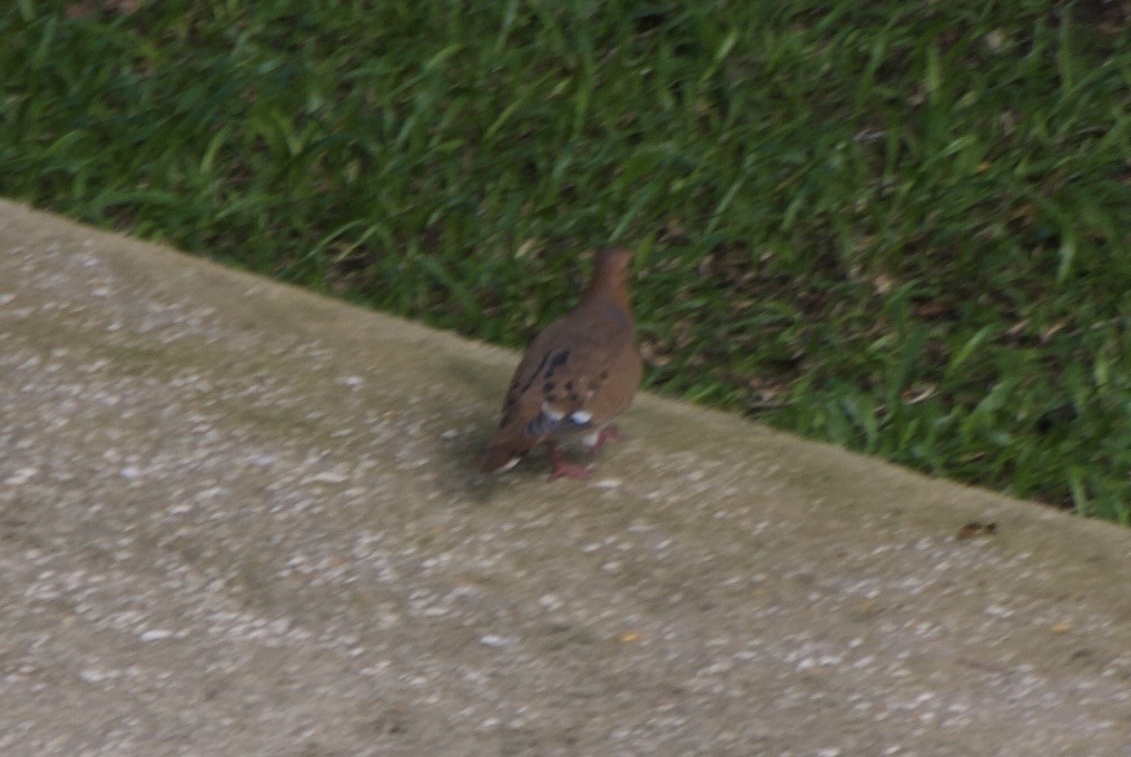 Zenaida Dove - ML644335874