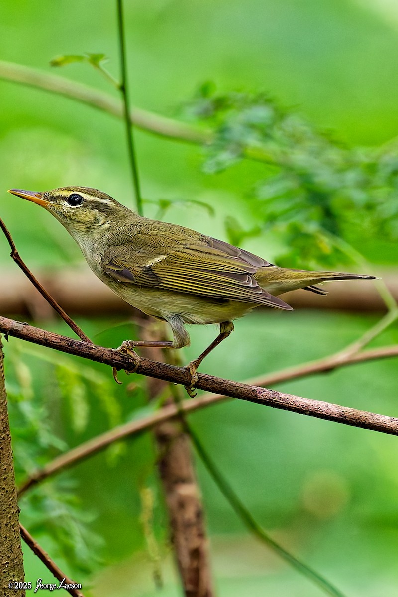 Arctic Warbler - ML644335875