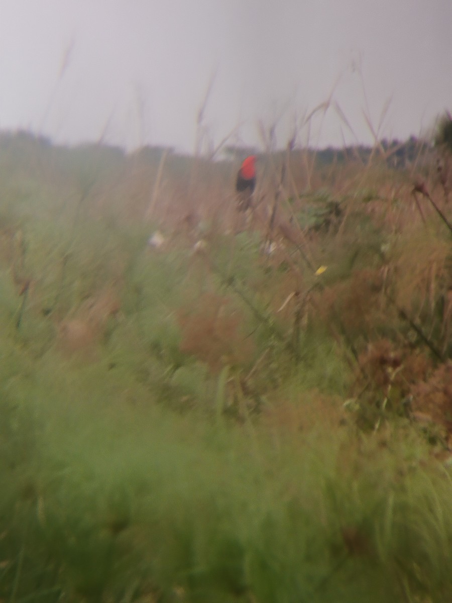 Трупіал червоноголовий - ML644335876