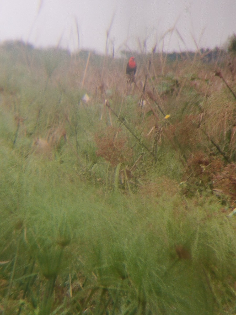 Трупіал червоноголовий - ML644335877