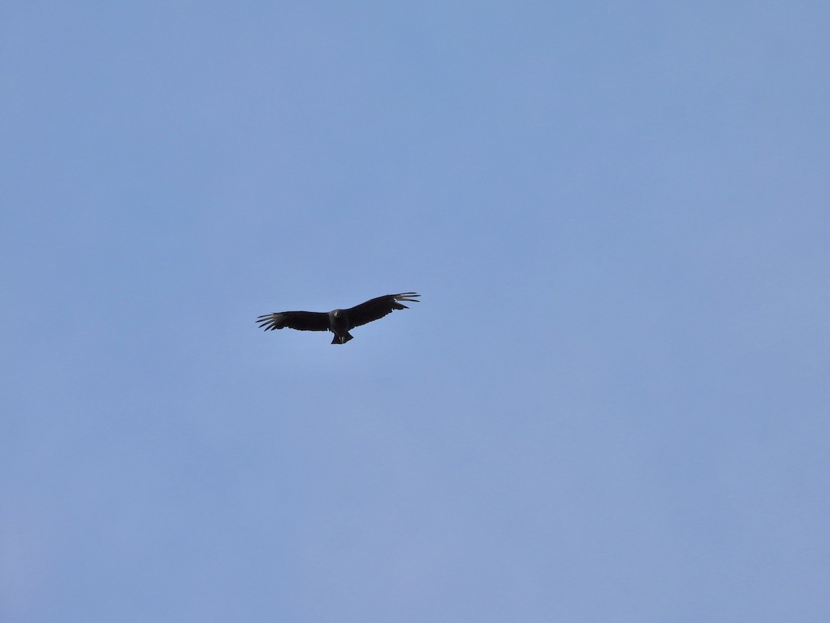 Катарта чорна - ML644335884