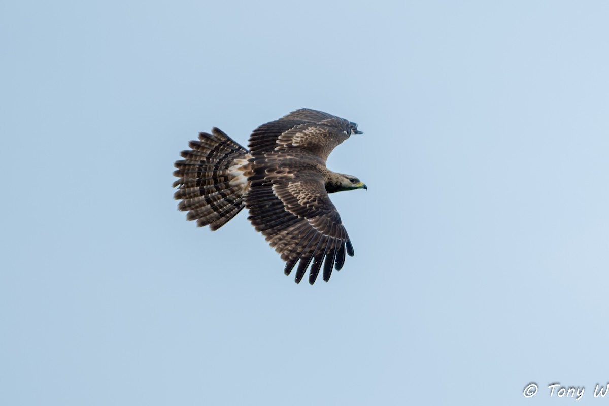 Oriental Honey-buzzard - ML644335885
