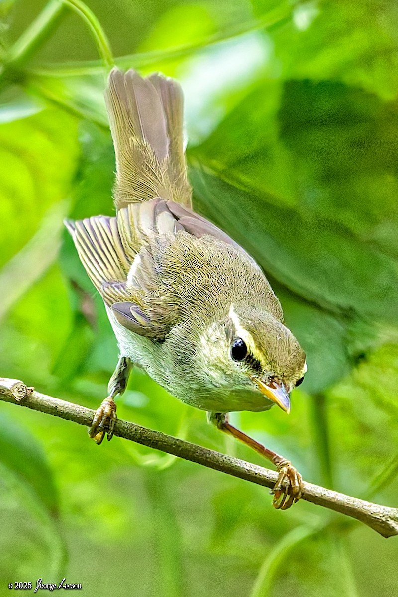 Kamchatka Leaf Warbler - ML644335891