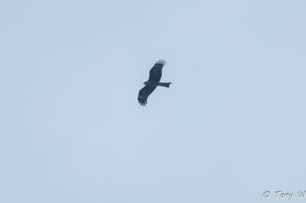 Black Kite - ML644335892