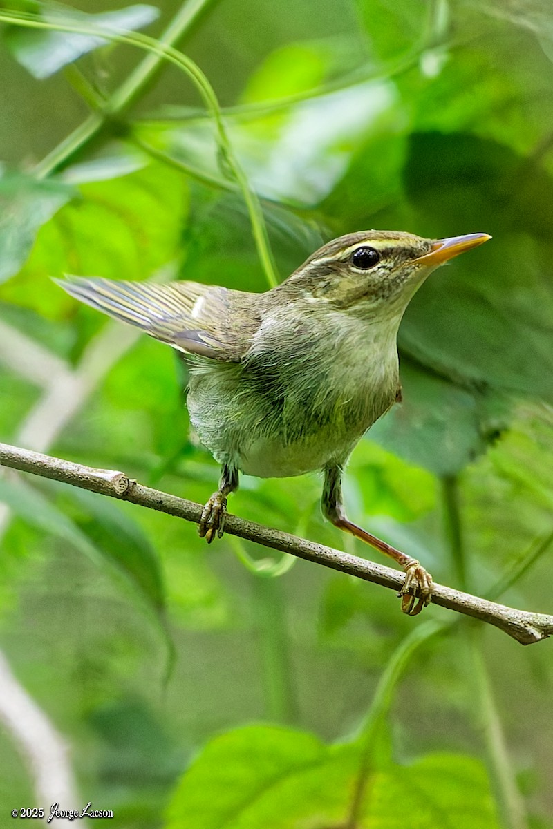Kamchatka Leaf Warbler - ML644335894