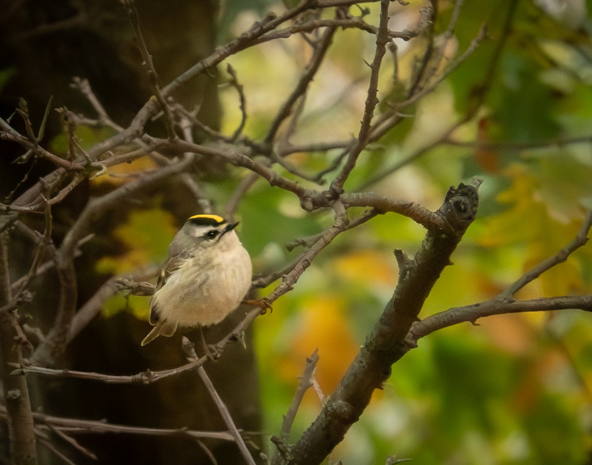 Золотомушка світлоброва - ML644335897