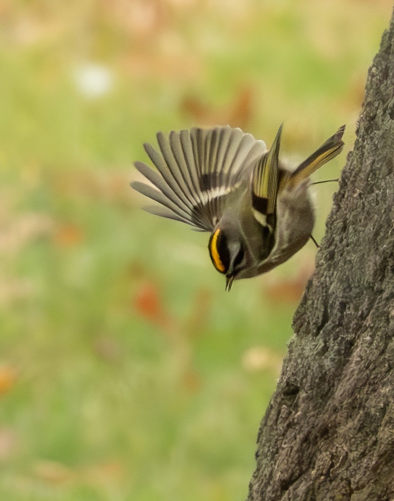 Золотомушка світлоброва - ML644335898