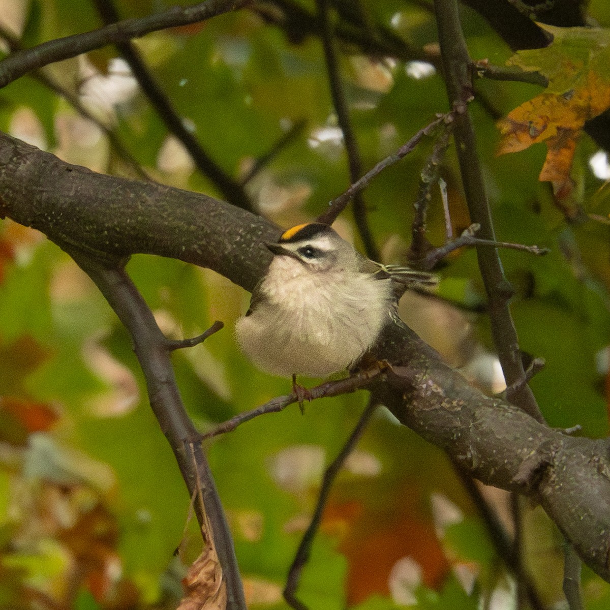 Золотомушка світлоброва - ML644335899