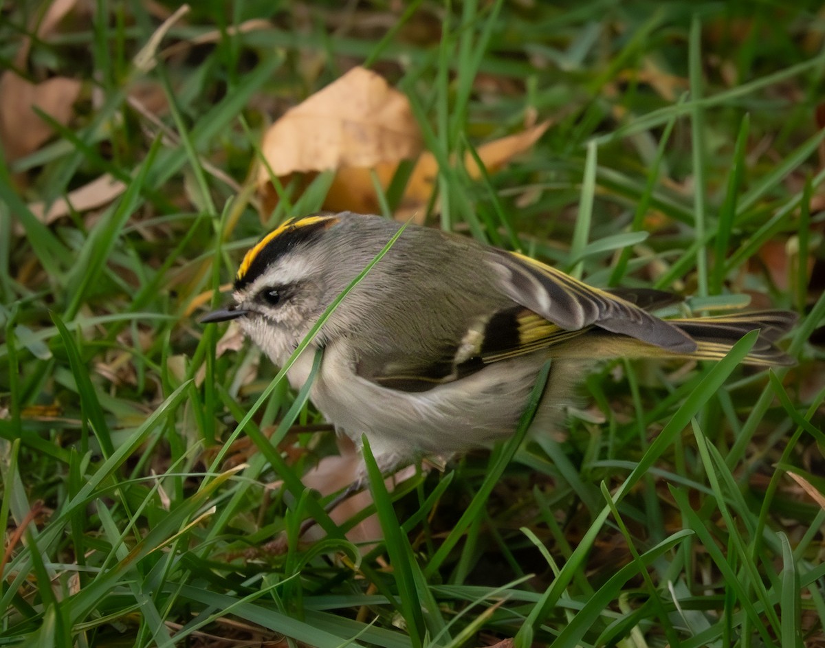 Золотомушка світлоброва - ML644335900