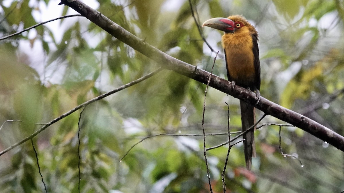 safrantukan - ML644335901