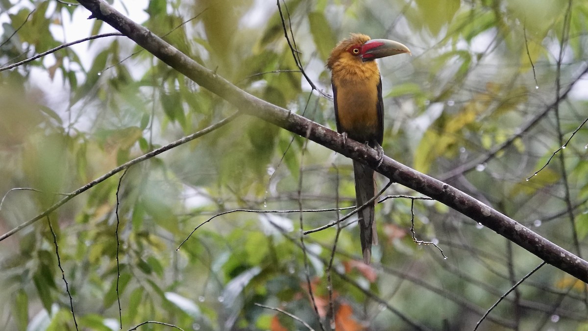 safrantukan - ML644335902