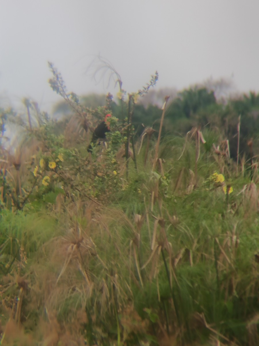 Трупіал червоноголовий - ML644335907