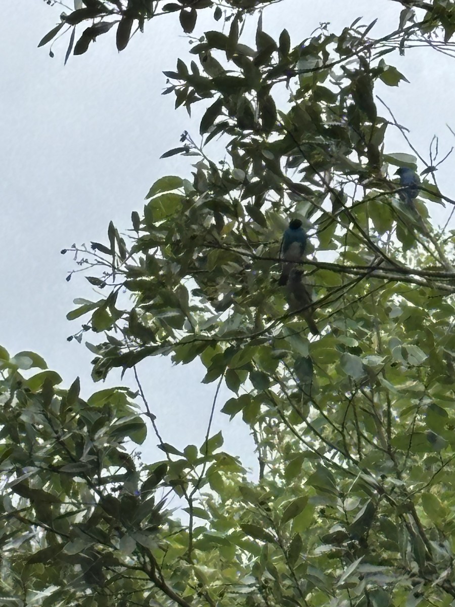 Swallow Tanager - ML644335908