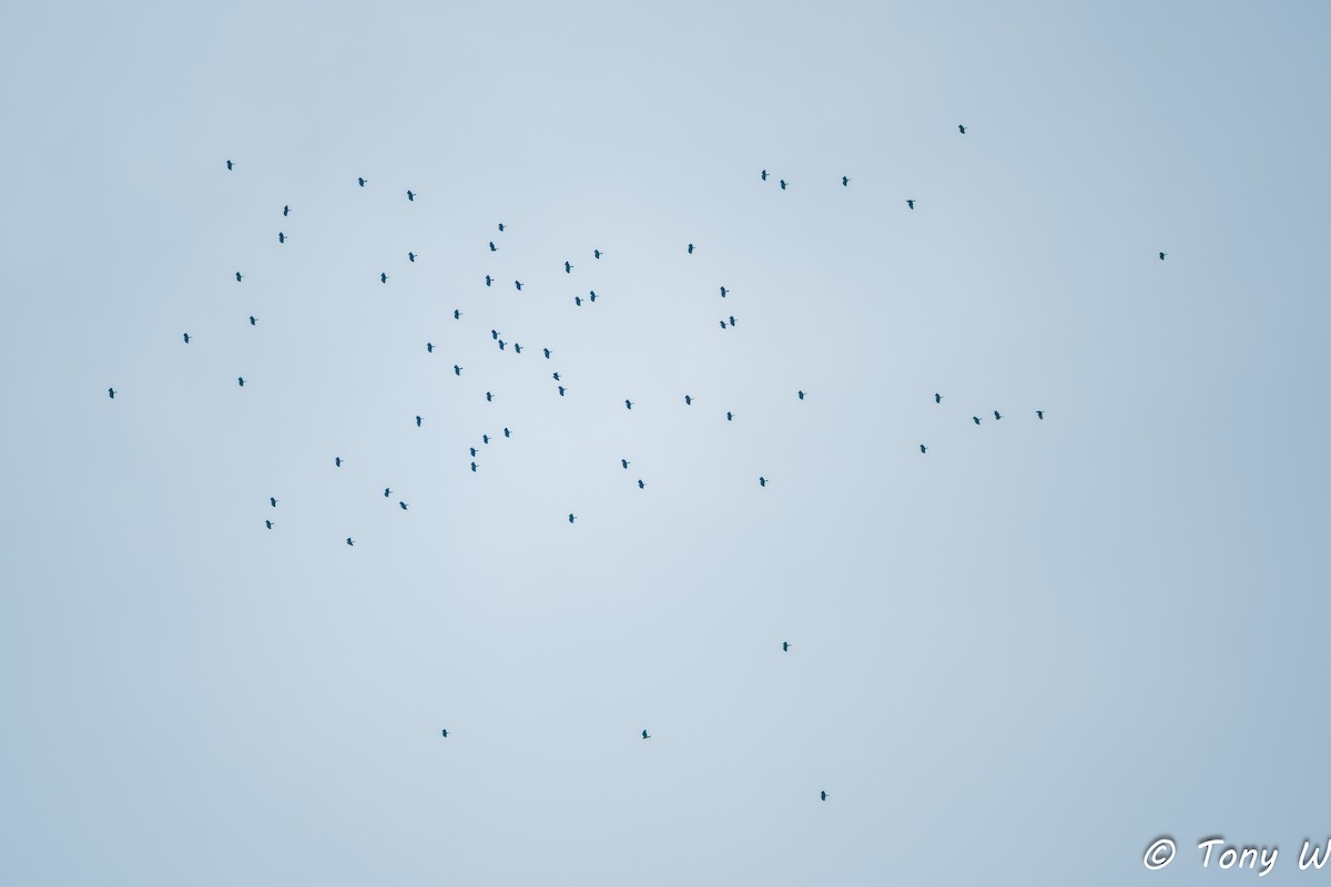 Black Baza - ML644335909