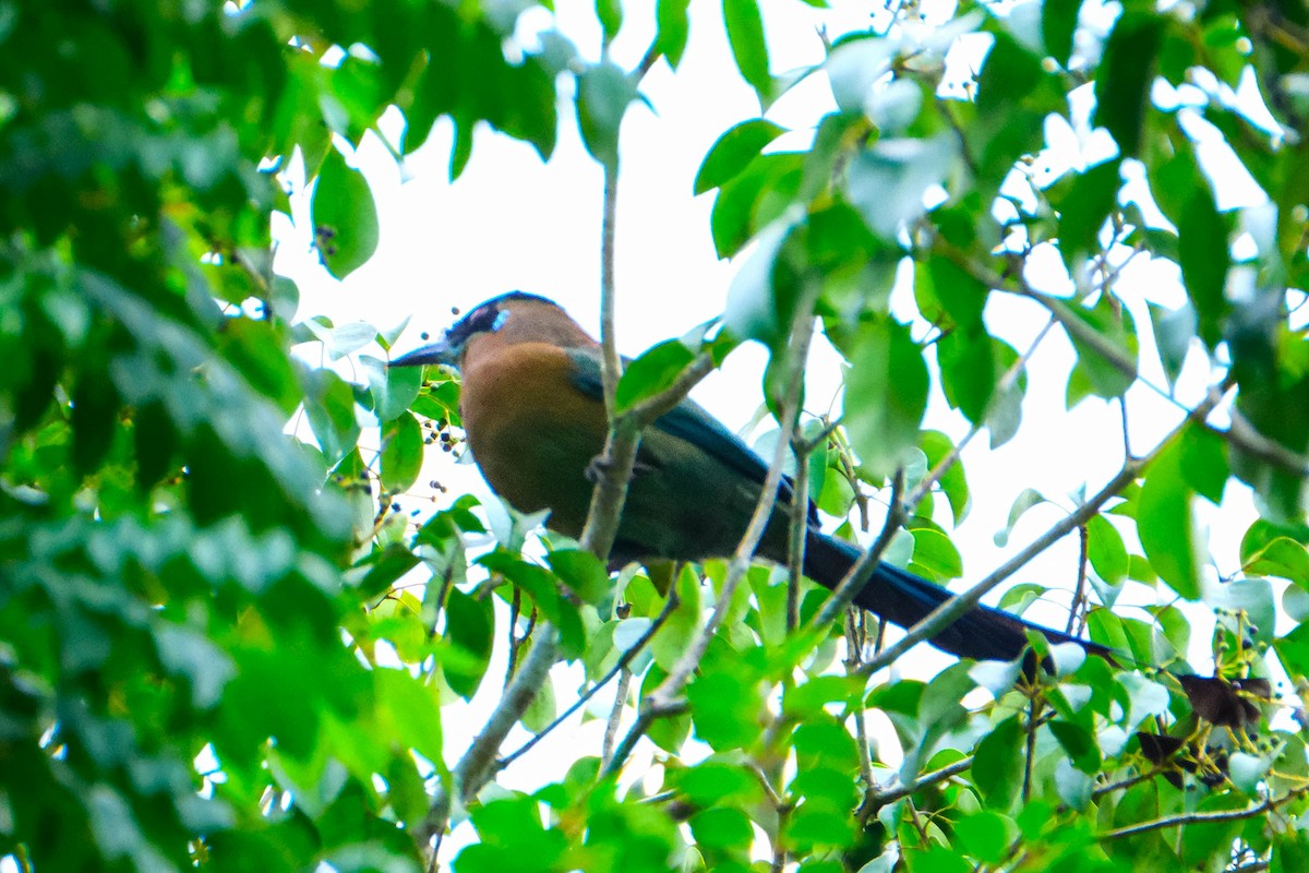 レッソンハチクイモドキ - ML644335913