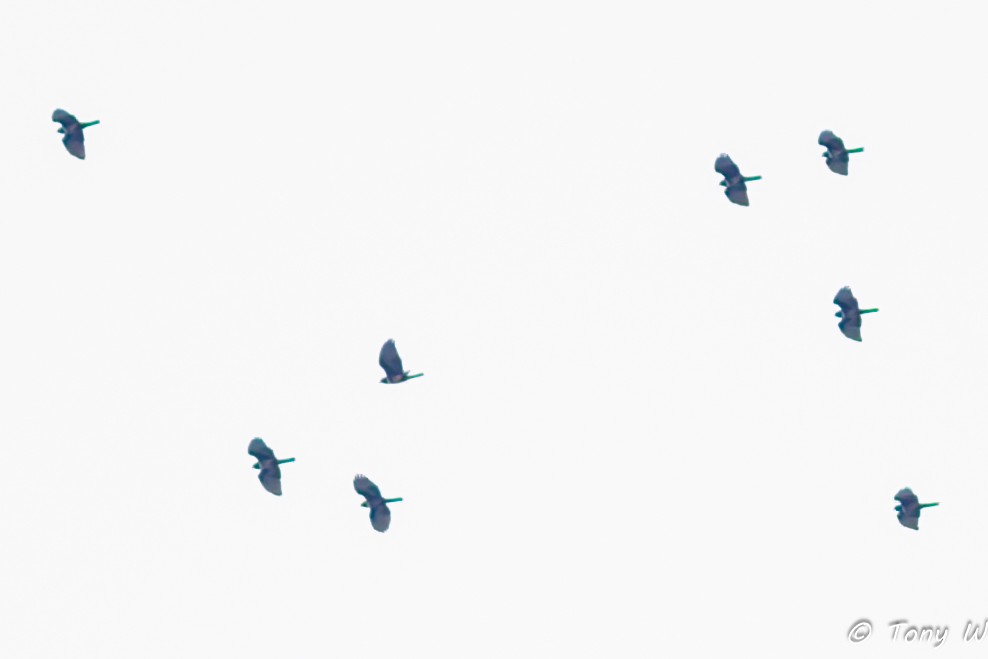 Black Baza - ML644335915