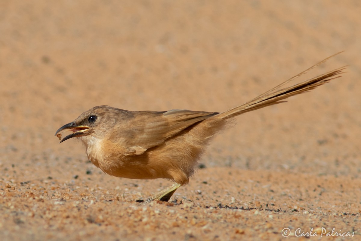 Fulvous Chatterer - ML644335920