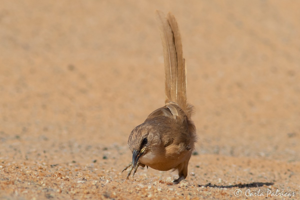 Fulvous Chatterer - ML644335926