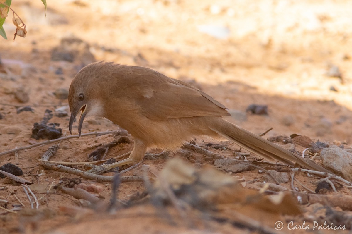 Fulvous Chatterer - ML644335933