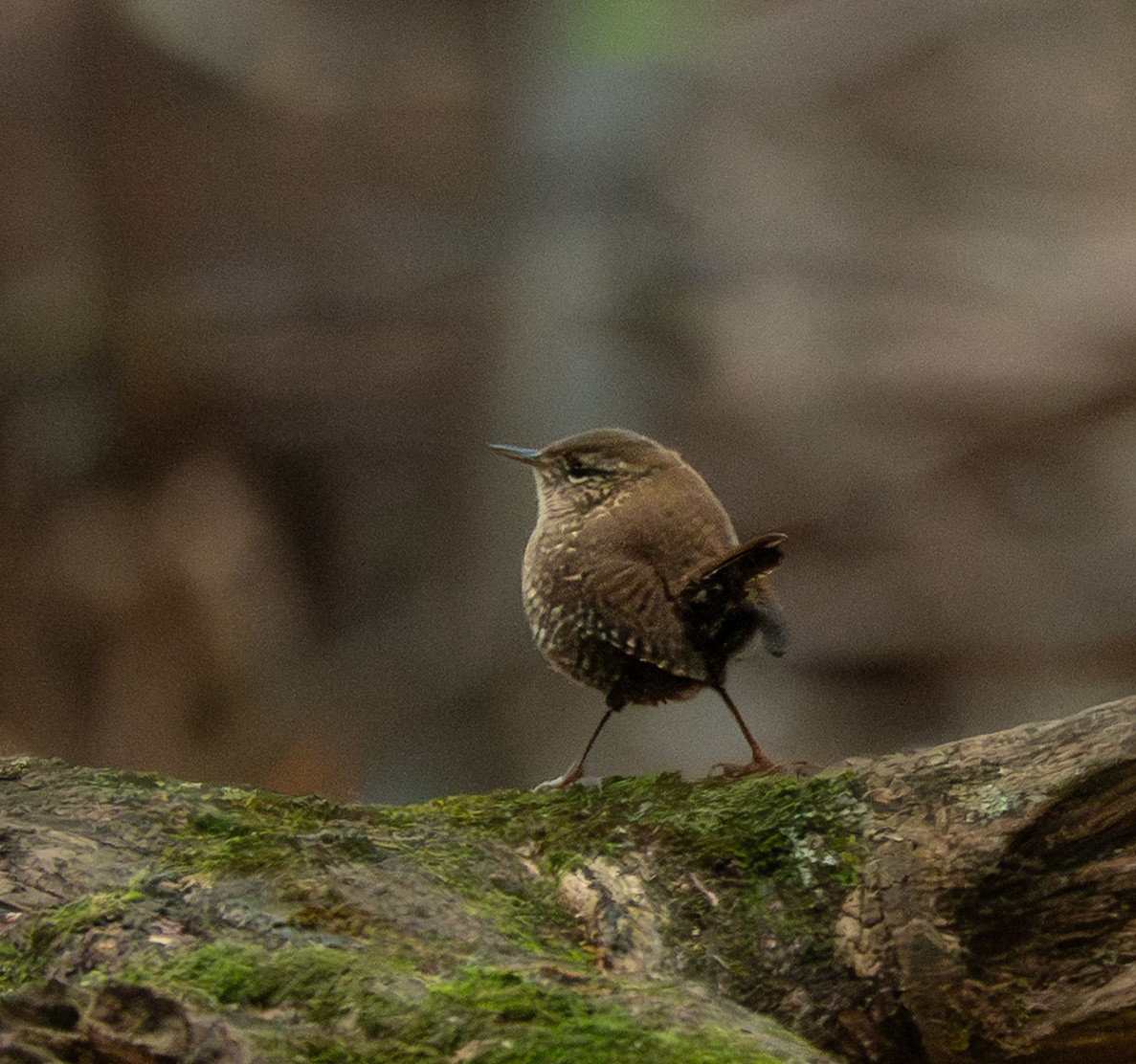 Волоочко канадське - ML644335935