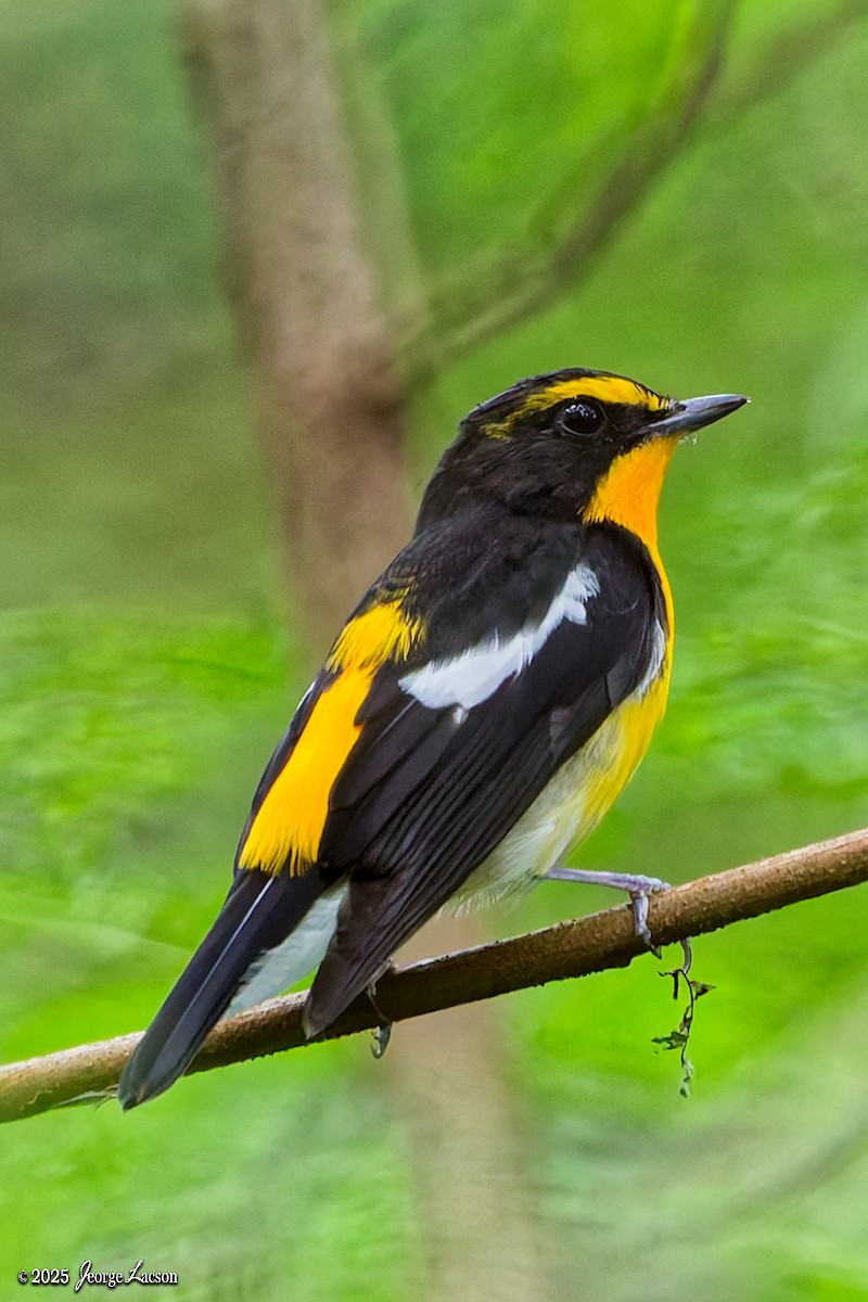 Narcissus Flycatcher - ML644335936