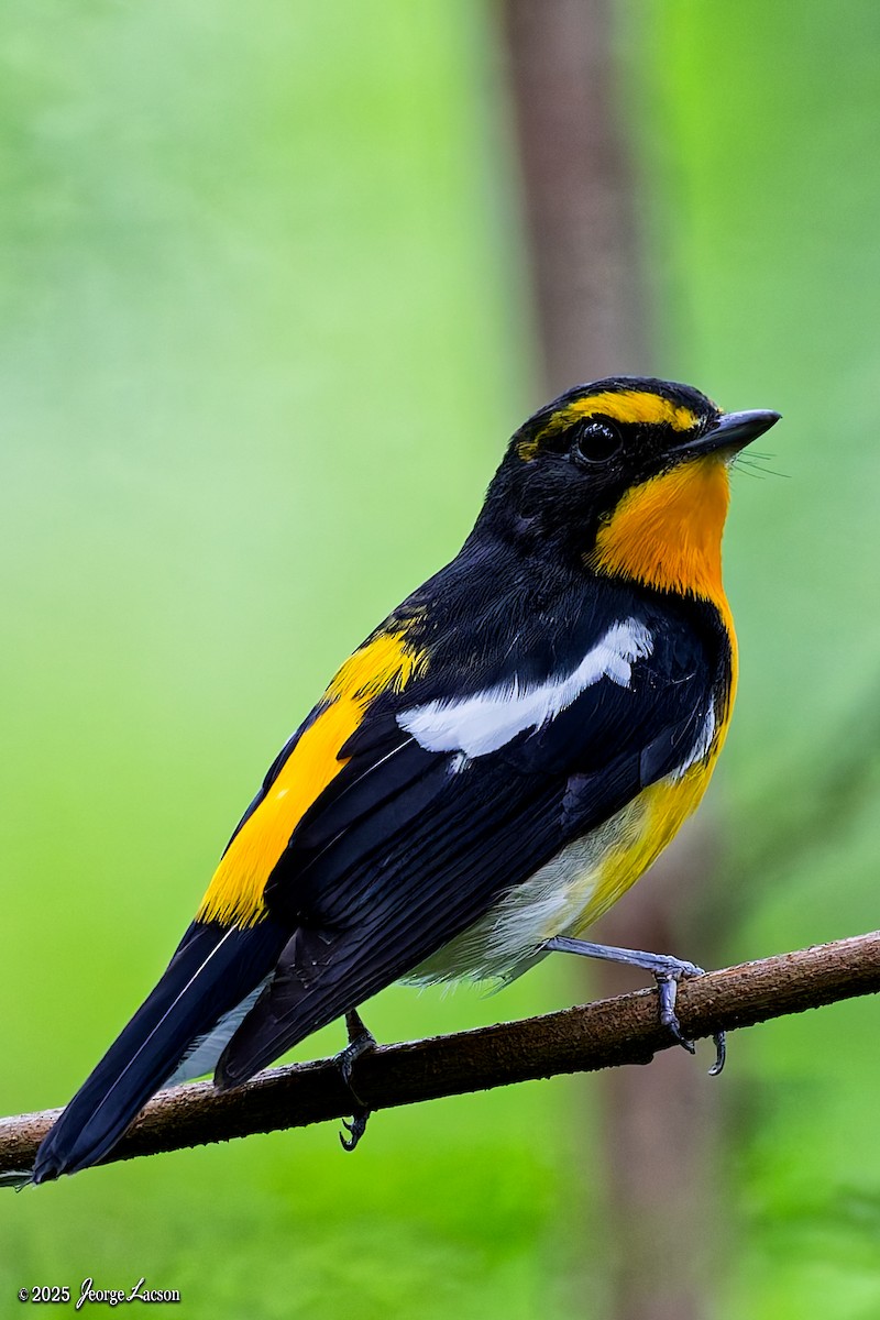 Narcissus Flycatcher - ML644335937