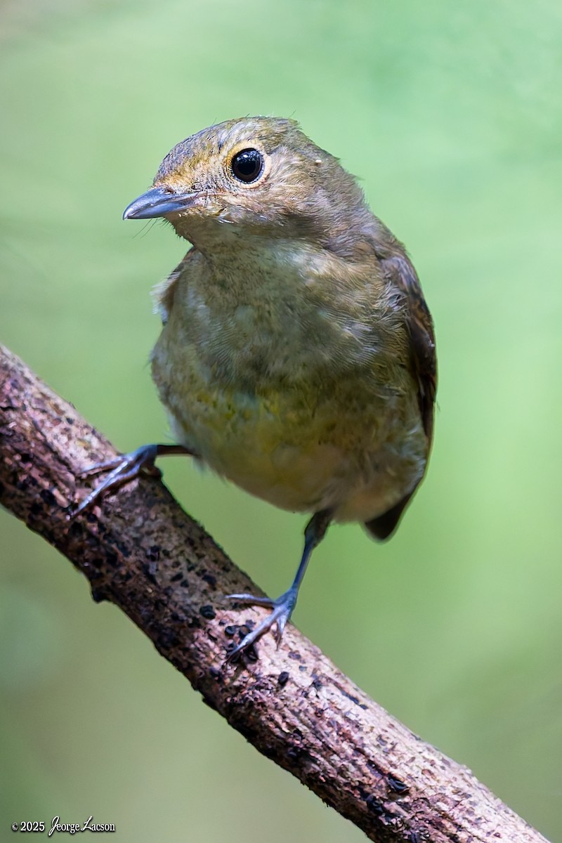 Narcissus Flycatcher - ML644335938