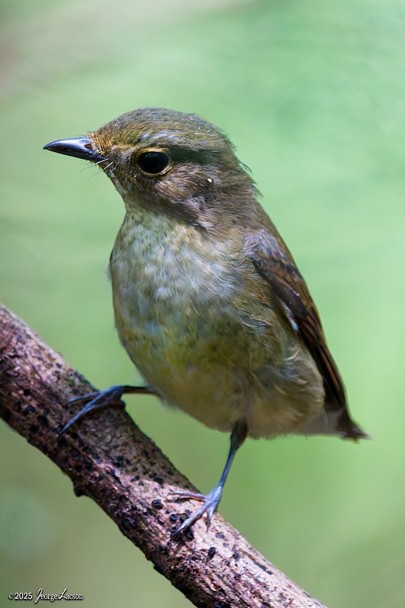 Narcissus Flycatcher - ML644335939