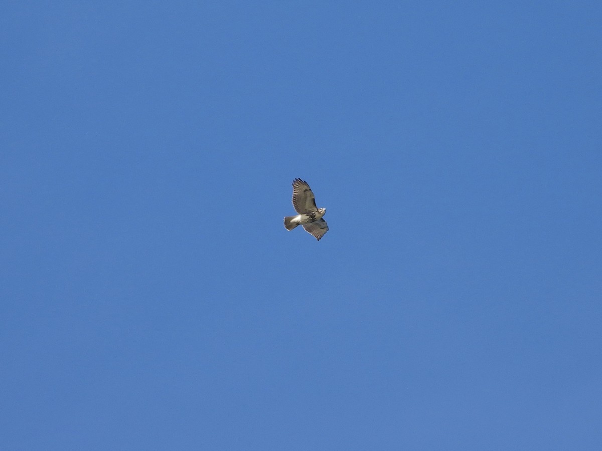 Канюк неоарктичний (підвид borealis) - ML644335949