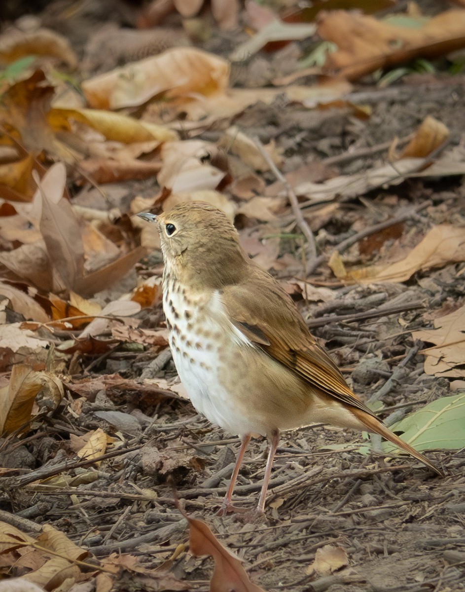 Дрізд-короткодзьоб плямистоволий - ML644335956