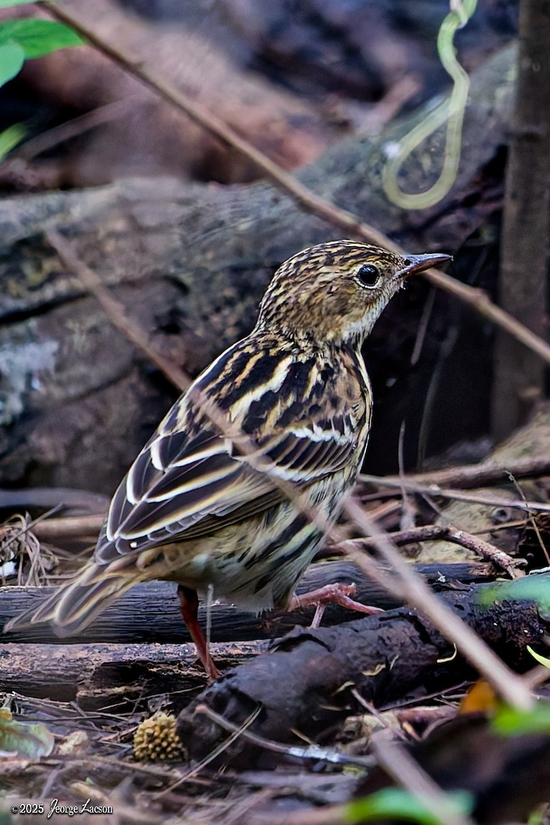 Pechora Pipit - ML644335961