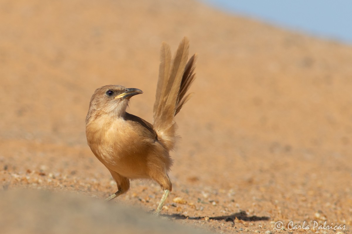 Fulvous Chatterer - ML644335963