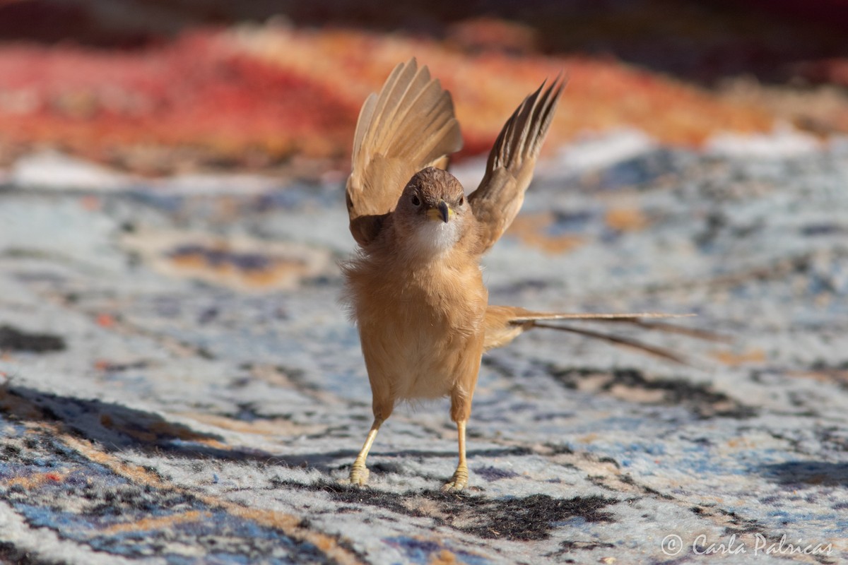 Fulvous Chatterer - ML644335971