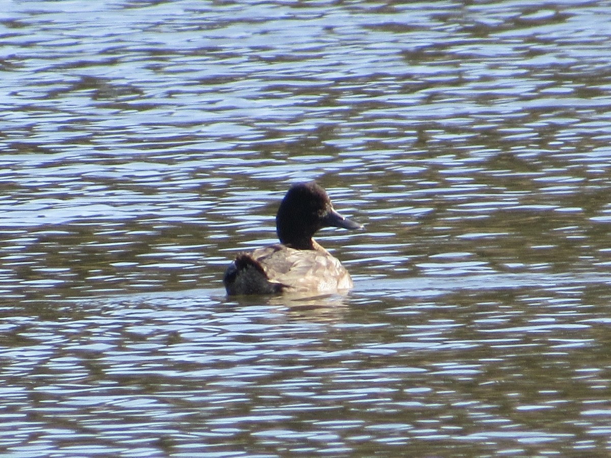 Lesser Scaup - ML644335973